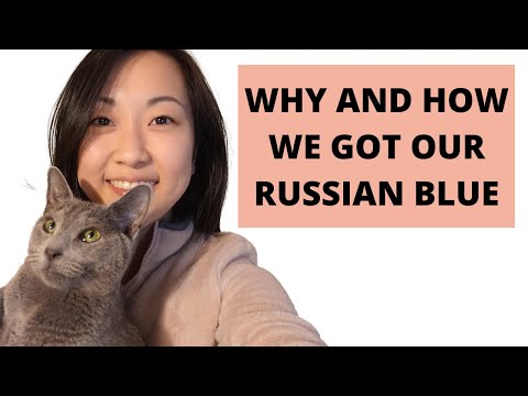 Getting a Russian Blue kitten: Our experience & reputable breeders