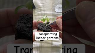 Transplanting Your Seedlings for Indoor Gardening #indoorgardening