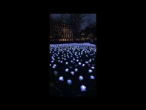 Velika - ดอกไม้กลางคืน (Audio)