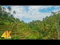 4K BALI Virtual Walking Tour Scenic Walk Through Indonesia Rainforest And Local Villages 4 HOURS