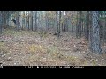 A 5 5 Y O Double Throat Patch Buck Notch