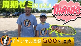 周期ゼミ in U.S.A 前編 17年に１度の不思議