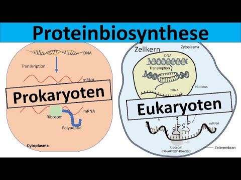 Protein biosynthesis - Prokaryotes and eukaryotes in comparison