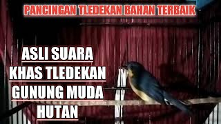 Download lagu Suara Tledekan Gunung Nyuling Asli Muda Hutan. Rekomendasi Pancingan Tledekan Bahan mp3