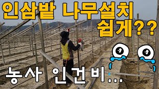 인삼밭 만들기, 베트남 직원 인건비..?