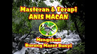 Download lagu SUARA MASTERAN BURUNG ANIS MACAN | SUARA TERAPI BURUNG ANIS MACAN mp3