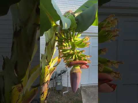 Backyard Banana Growing Success!