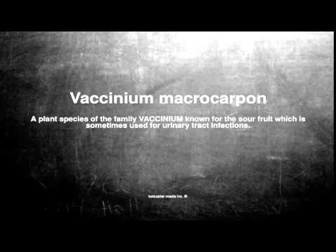 Medical vocabulary: What does Vaccinium macrocarpon mean