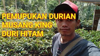 preview picture of video 'PEMUPUKAN DURIAN MUSANG KING & DURI HITAM # MUSLIANTO BIBIT 085290379364'