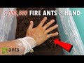 Fire Ants vs. My Hand
