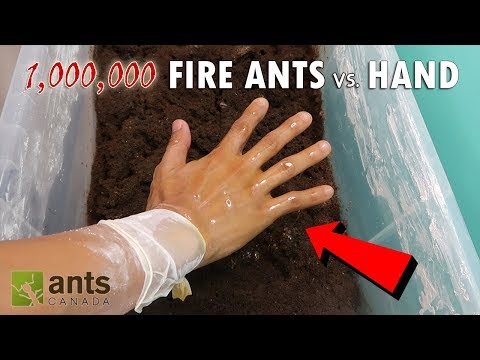 Fire Ants vs. My Hand