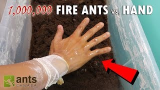 Fire Ants vs. My Hand