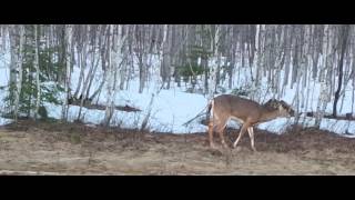 preview picture of video 'Deer along the Trans Canada Highway'