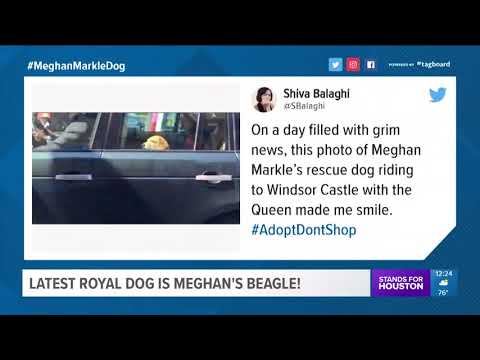 Duchess Meghan and Prince Harry's royal dog is a beagle