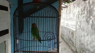 Download lagu Masteran Lovebird (JANDE) - Untuk Menata Irama Ngekek mp3