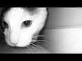 Mrrp Mrrp Meow Mrrp Meow
