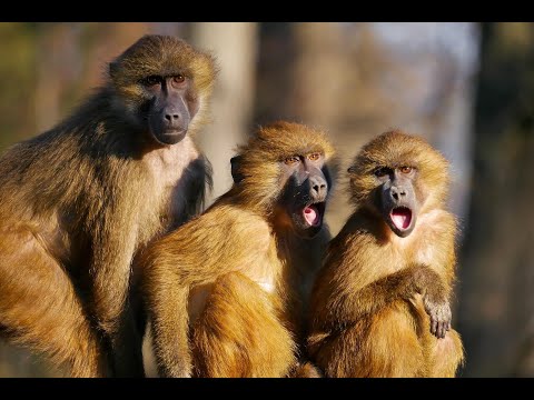 Zwierzęta  Just Animals  1. Małpy