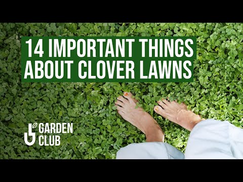 π 14 Important Things About CLOVER LAWNS