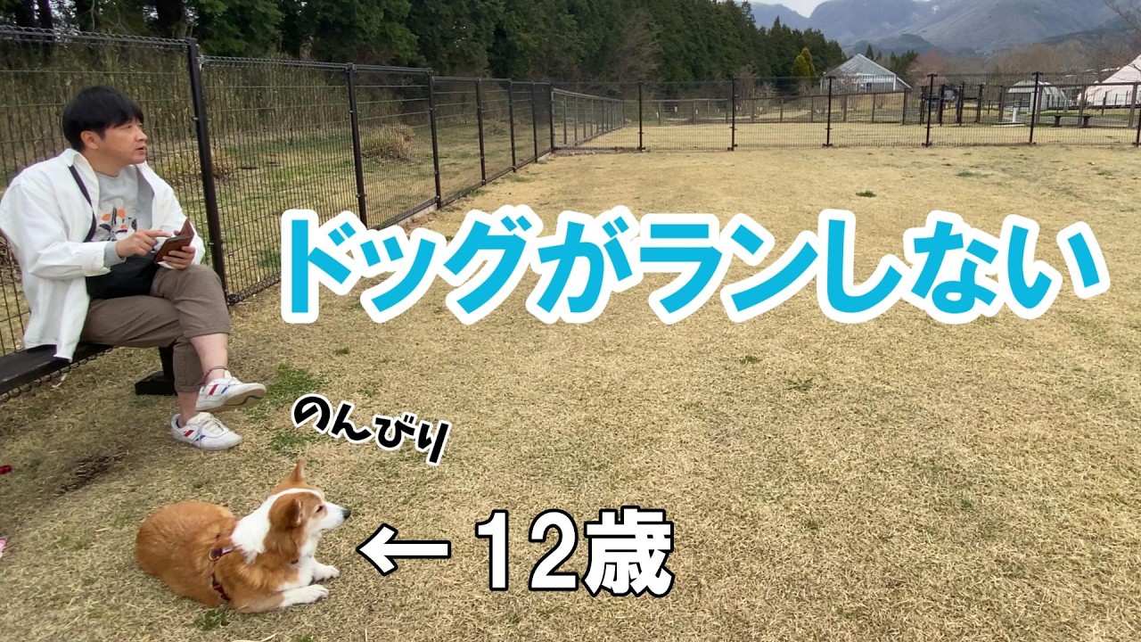 【ほっこり】シニア犬ならではの穏やかすぎるドッグラン