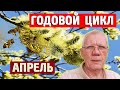 Годовой цикл содержания пчелиных семей Работы пчеловода на пасеке в апреле