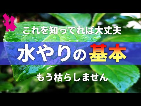 バナナの木が喉が渇いているかどうかはどうやってわかりますか?水やりのポイント  庭園