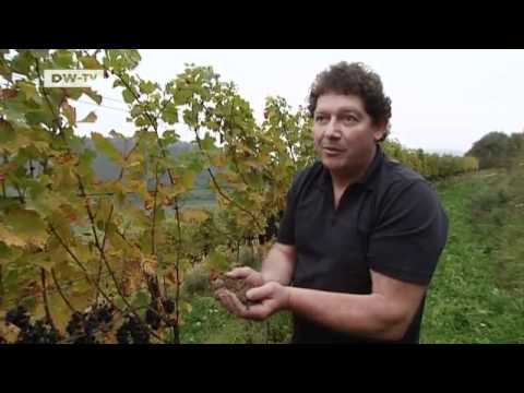 Winzer und Weine: Der höchste Weinberg Deutschlands | euromaxx