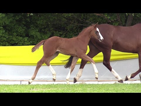 110 SF von Balou du Rouet - Lordanos