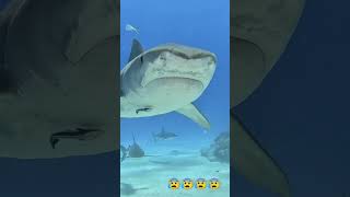 Download lagu Machhali Jal Ki Rani Hai 😰#fish #samudra #youtubeshorts #shorts #sasi super vlogs mp3 Download lagu Machhali Jal Ki Rani Hai 😰#fish #samudra #youtubeshorts #shorts #sasi super vlogs mp3