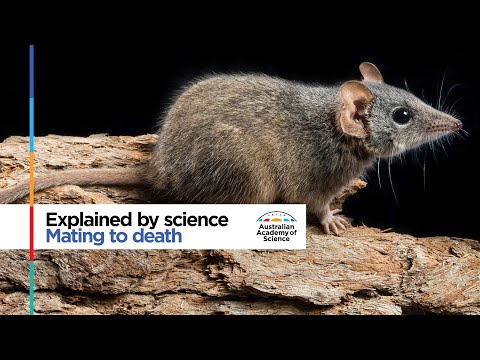 Mating to death: the tough life of an antechinus
