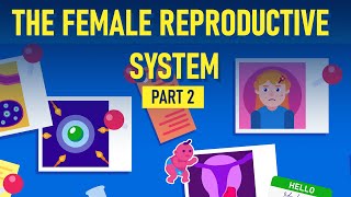 Development Stages of Female Reproductive System
