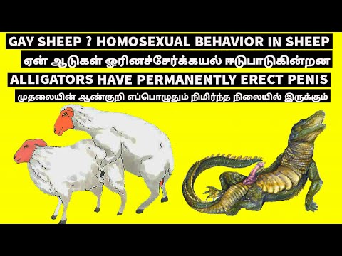 Tamil animal male sex Mp4 3GP Video & Mp3 Download unlimited Videos Download Tamil animal male sex Mp4 3GP Video & Mp3 Download unlimited Videos Download