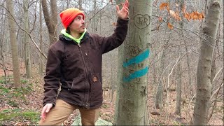 Tree Talk:  American Beech