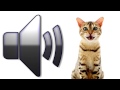 Cat Meowing Sound Effect Download