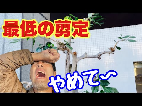 なぜ枯れ木をそのままにしておくのか？決定する前に考慮すべきメリットとデメリット + 動画  庭園
