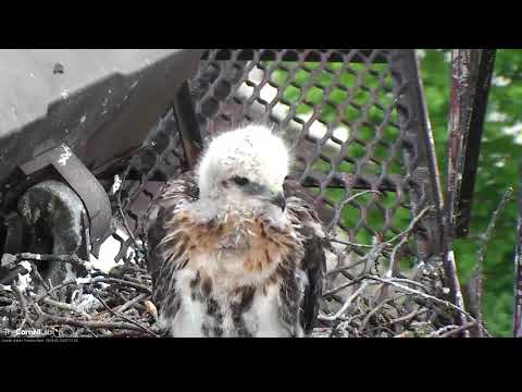 Juvenile Plumage Surfacing On Red-tailed Hawk Chicks – May 29, 2019