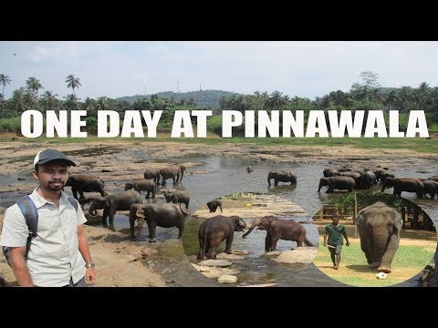 #01 One day at Pinnawala