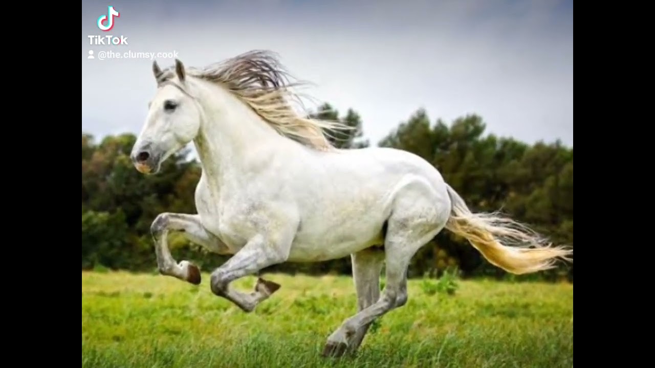 Horse edit because I love horses.                  #horse #horseedits #horselover #horses