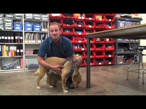 download lagu mp3 mp4 Ruffwear Shop, download lagu Ruffwear Shop gratis, unduh video klip Ruffwear Shop