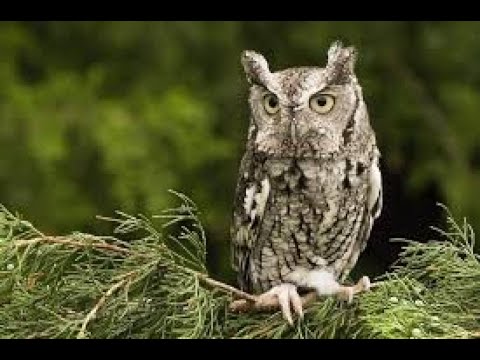 Live webcam view of St. Xavier Screech-Owl Box 2