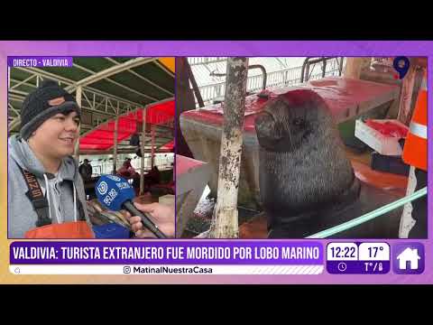 Foreign tourist was bitten by a sea lion in Valdivia