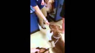 INDIA's First Night in Foster video