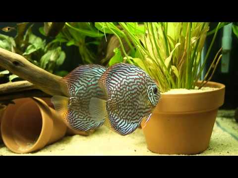 Discus in planted tank