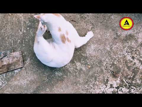 the ultimate funny cat bhutu | the crazy bhutu the cat | #cat #funnycat  #bhutucat #catlife