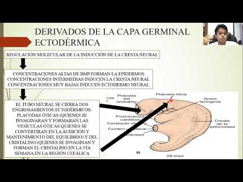 EMBRYOLOGY: FROM THE THIRD TO THE EIGHTH WEEKS: THE EMBRYONIC PERIOD