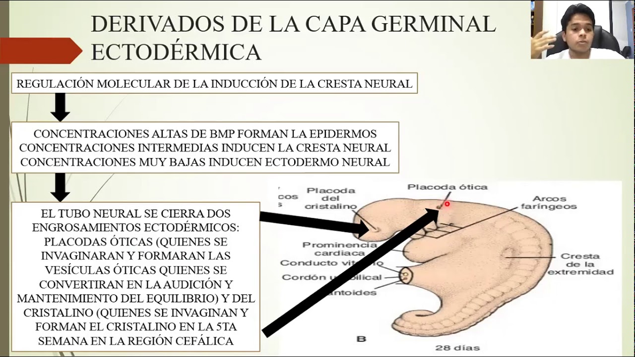 EMBRIOLOGÍA: DE LA TERCERA A LA OCTAVA SEMANAS: EL PERIODO EMBRIONARIO