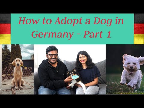 How to adopt a dog in Germany 🐶❤️🐕🇩🇪 | Dog Tax, Liability Insurance, Registration