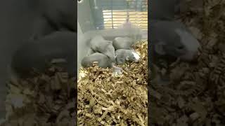 Dumbo Ear Rat Rodents Videos