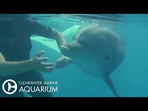 Winter and Hope's Dolphin Rescue Anniversary