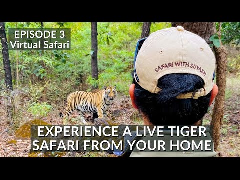 INDIA’S FIRST VIRTUAL SAFARI - EP3 | TIGER SAFARI LIVE | BANDHAVGARH NATIONAL PARK