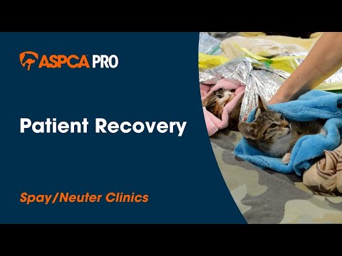 Spay/Neuter Anesthesia: Patient Recovery
